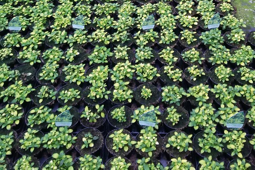 Herbs: 150-200 varieties grown