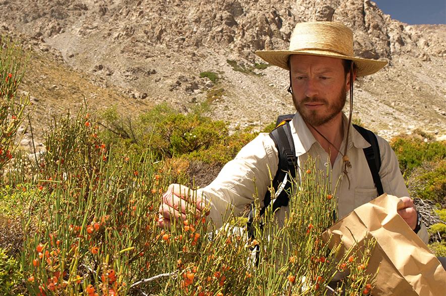 Kew’s Michael Way collects Ephedra andina - image: RGB Kew