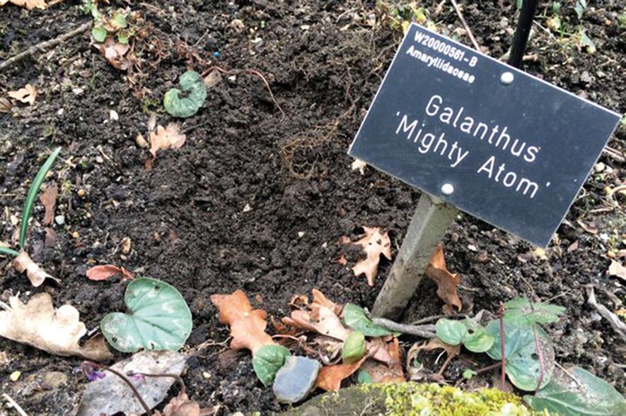 Wisley: plant thefts now up to more than one a month - image: RHS