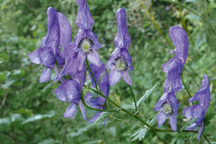 Aconitum: also known as wolfsbane, monkshood and devil’s helmet