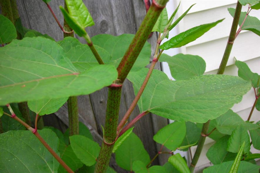 Knotweed: situation worsens - image: HW