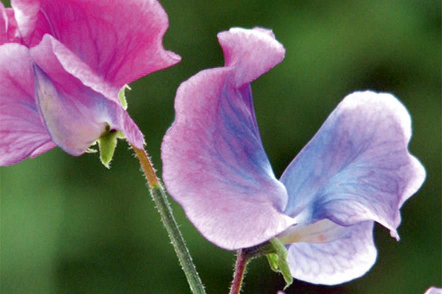 PROMOTIONAL RUSSIAN SWEET PEA SEEDS SKY BLUE COLOR FLOWERS NEW 2020