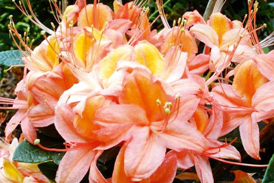Azaleas: new Midsummer range - image: Millais Nurseries