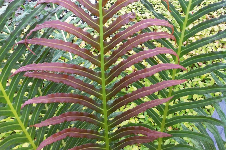 Brazilian tree fern: will be available for the public to buy next year