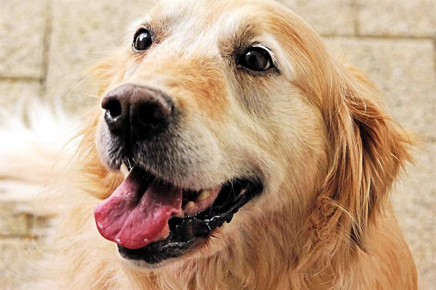 Dogs: retailers split over whether to bring in store bans