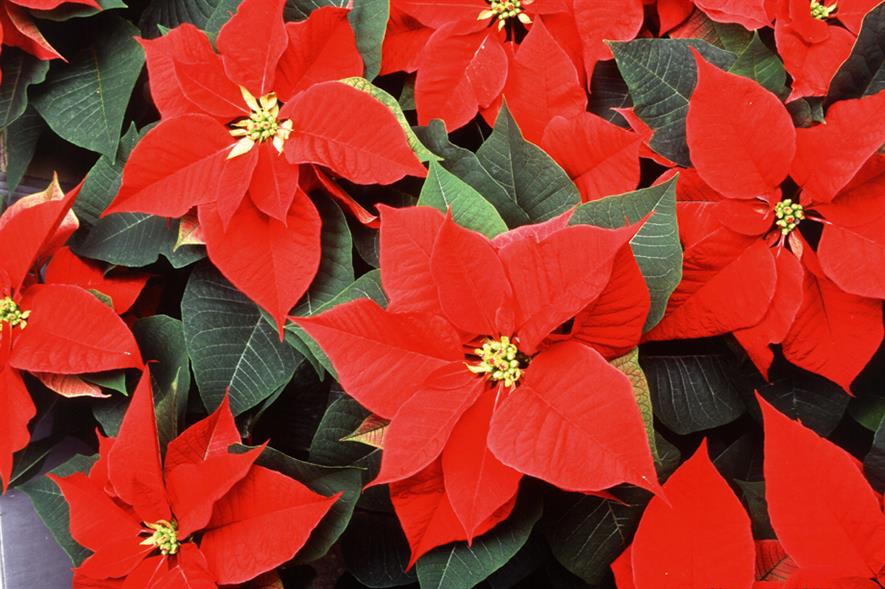 Poinsettias: three million expected to be grown in the UK this year with prices similar to those last year