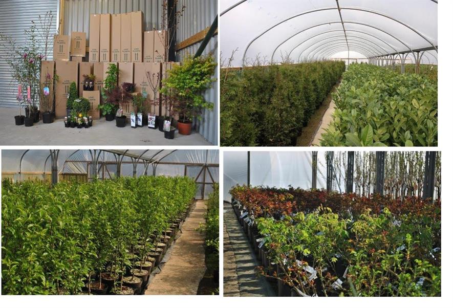 Image: Direct Plants