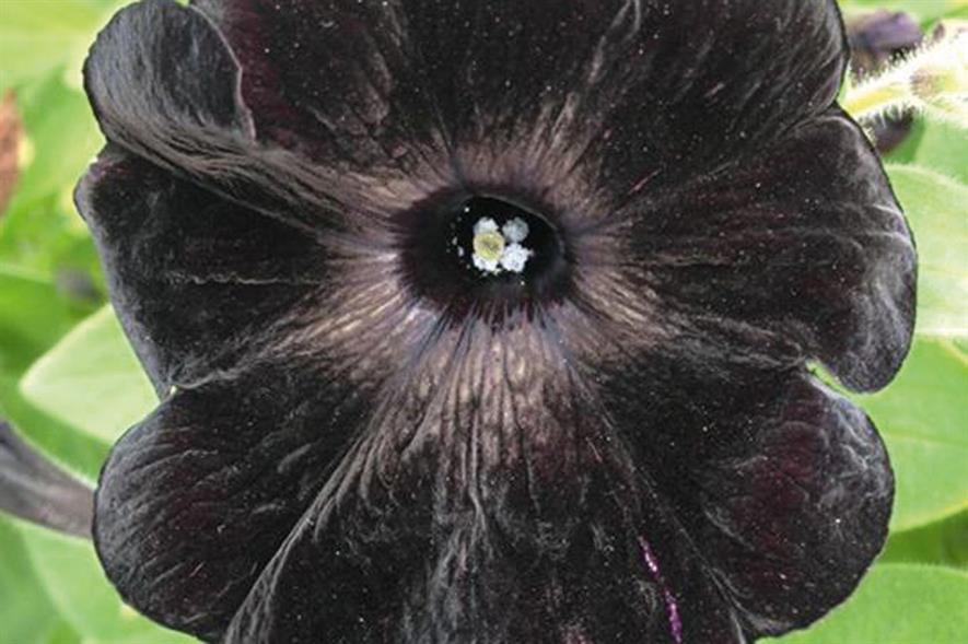 Petunia: commendation gained