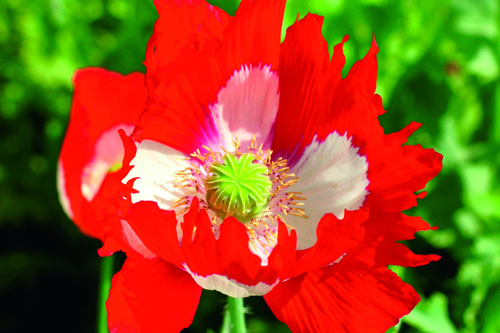 Victoria Cross poppy