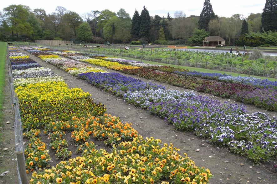 RHS Wisley: trial grounds area