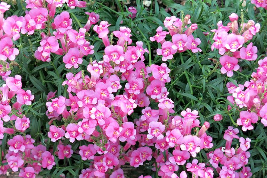 Pretty in Pink: antirrhinum bred by Peter Moore is expected to catch the eye on its launch at the HTA National Plant Show - image: Peter Moore