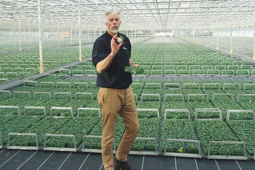 Need: Roundstone growing 40 million plants for B&Qs in the south