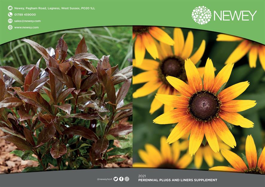 Top 70 New Perennials Picked By Newey Horticulture Week