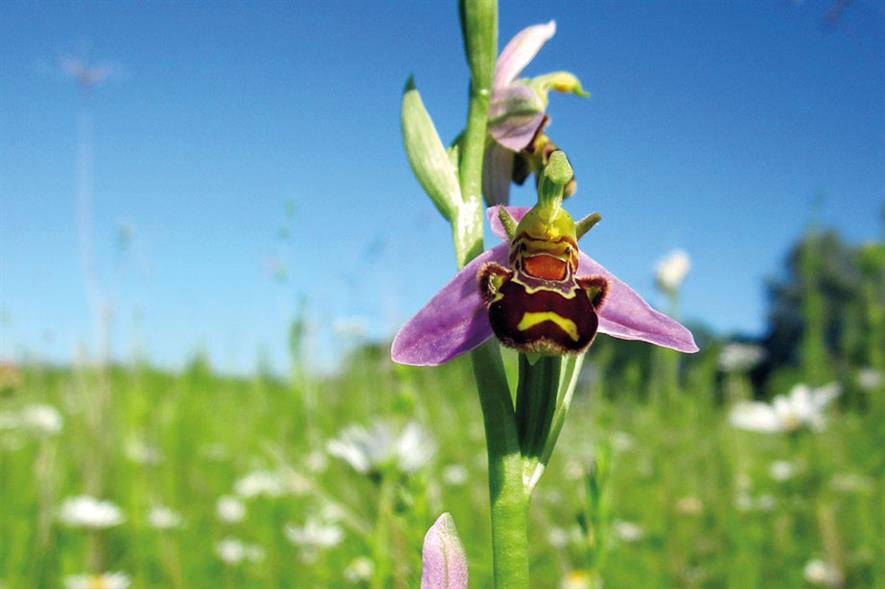 Bee orchids: rare wildlife at risk from development