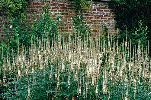 Veronicastrum Horticulture Week