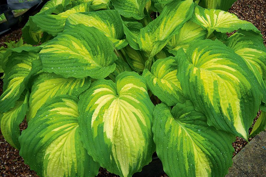 Main attraction: Bowden Hostas will be featured on the central monument at 2016’s RHS Chelsea Flower Show