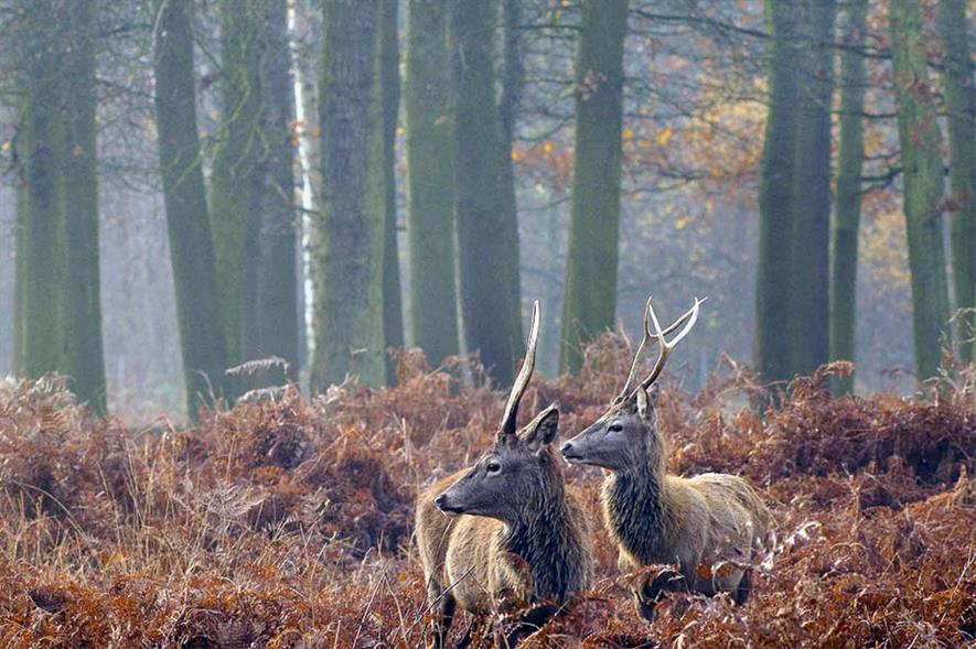 Richmond Park: south London sites sampled for ticks - image: The Royal Parks