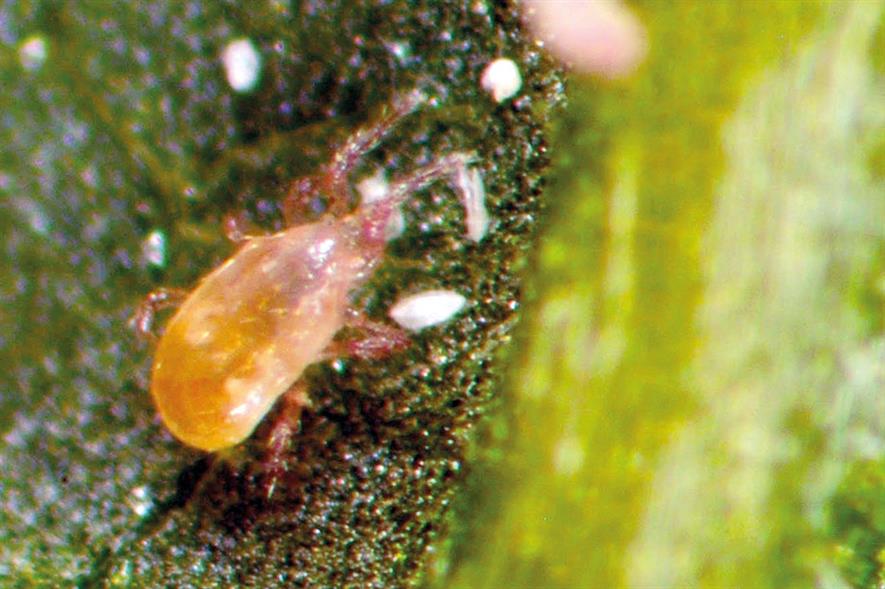 Neoseiulus cucumeris: predatory mite has been studied for its ability to survive applications of typical controls