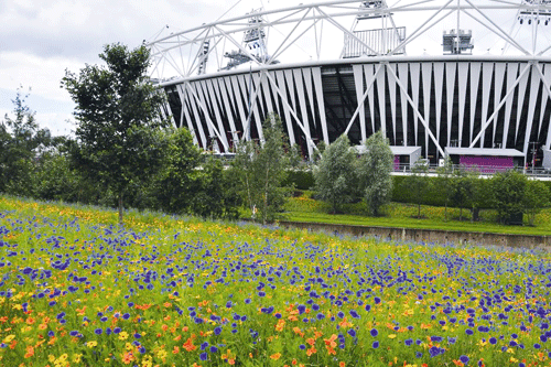 Olympic meadows: restrictions could have lessened flowers’ impact - image: Nigel Dunnett