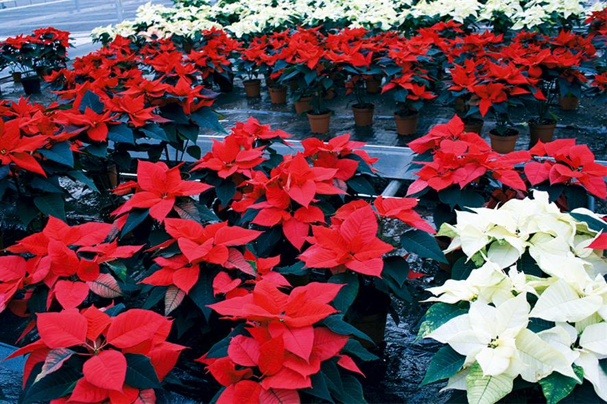 Poinsettia: British Protected Ornamentals Association says it expects the market to be roughly similar to last year - image: HW