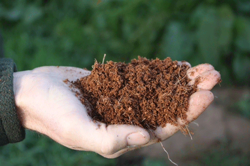 Coir has advantages such as ease of planting making it a popular alternative to peat - image: Brian Lovelidge