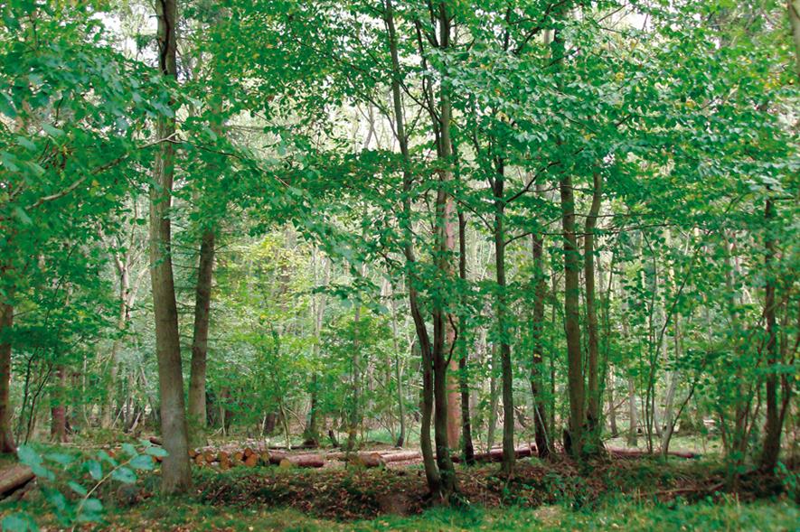 What does analysis of woods and trees report reveal? Horticulture Week