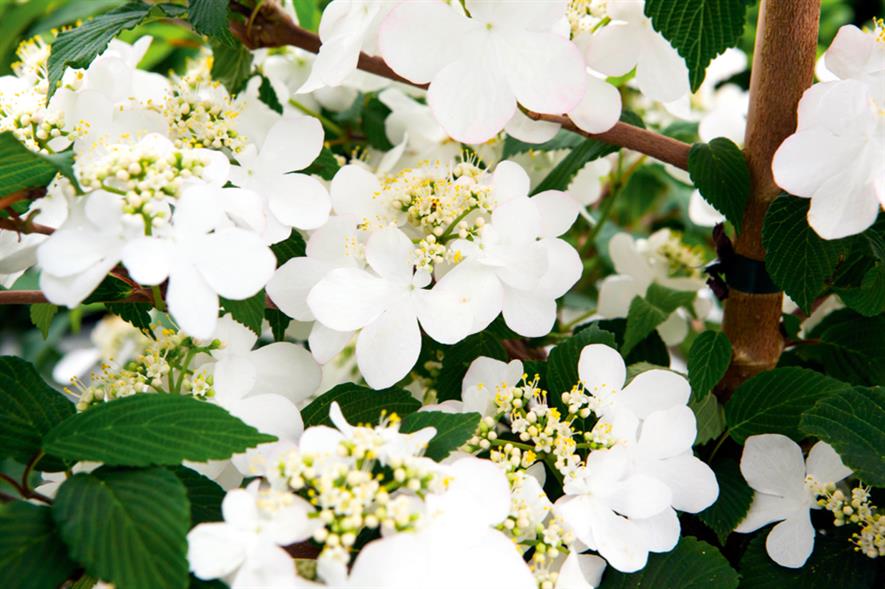 Viburnum plicatum f. tomentosum Kilimanjaro Sunrise - image: RHS