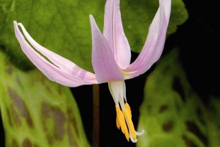 Erythronium revolutum - image: Flickr/Jack Wolf