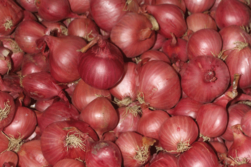Red shallot Camelot - image: HW