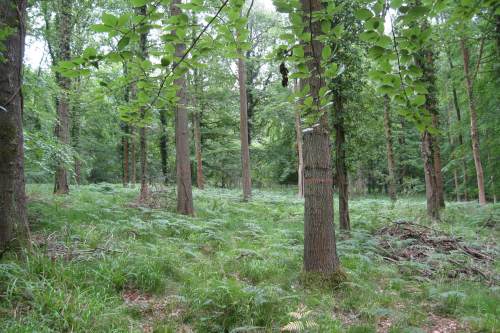 King's Wood - image: HW