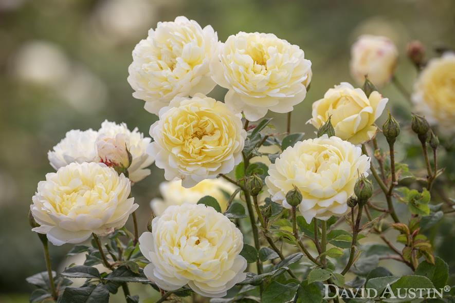 David Austin's Nye Bevan rose