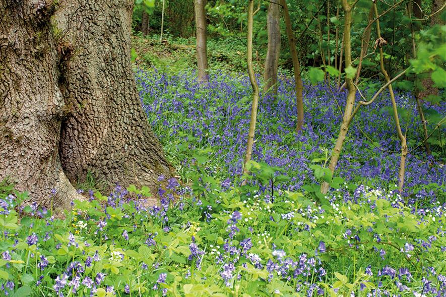 Bluebell Wood: housing development plans progress despite opposition petition signed thousands of local people - image: Matthew Hillier