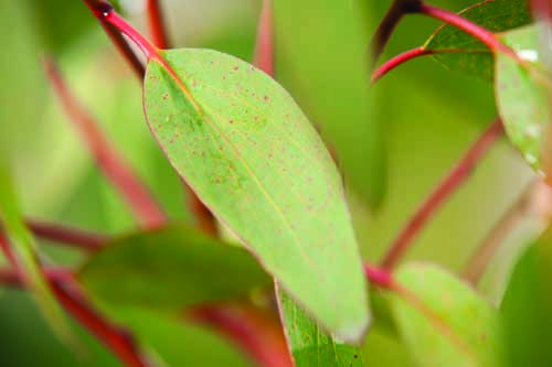Eucalyptus features distinctive foliage and ornate bark image: Floramedia
