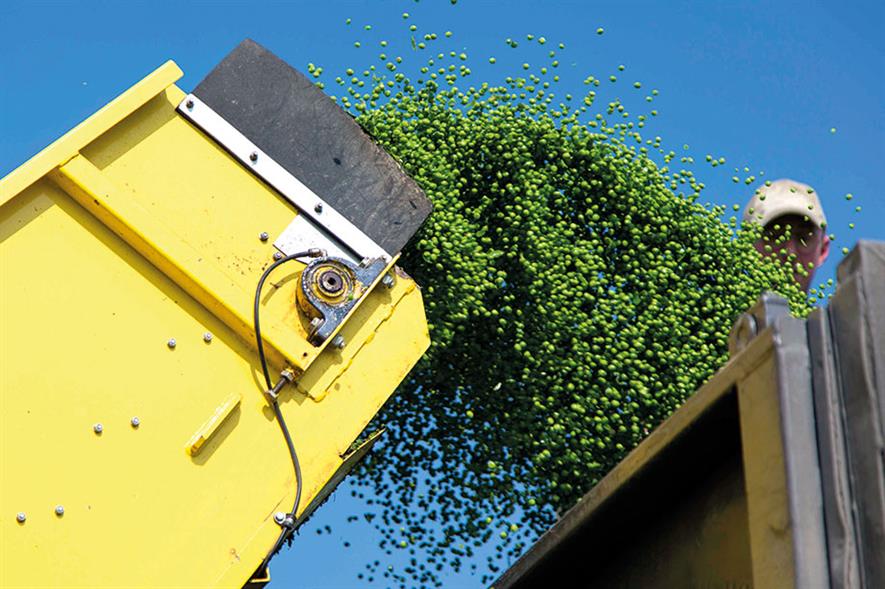 Peas: more than 149,000 tonnes harvested this year - image: News Oresund