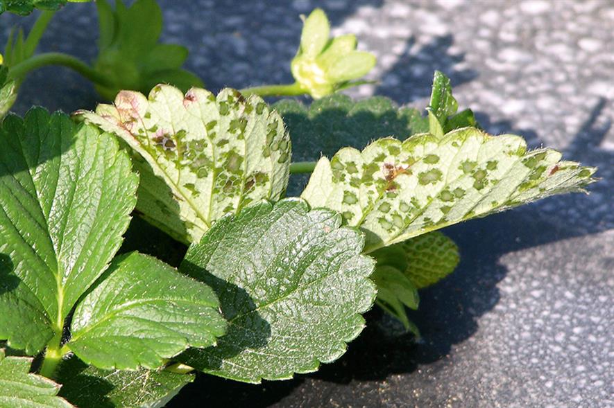 Xanthomonas: angular leaf spot disease in strawberry - image: Don Ferrin