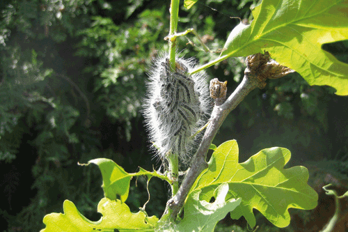 Research cash aims to tackle oak processionary moth - image: HW
