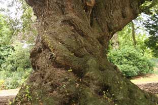 An ancient Cypress oak - photo: Gavin McEwan