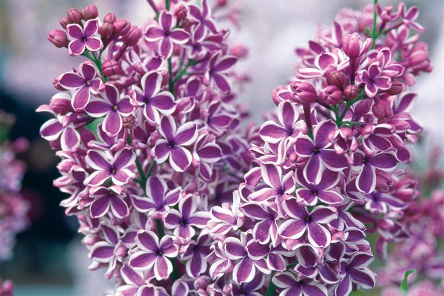 S. vulgaris ‘Sensation’ - image: Floramedia