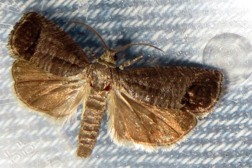 Codling moth: pest for top fruit - image: David Short