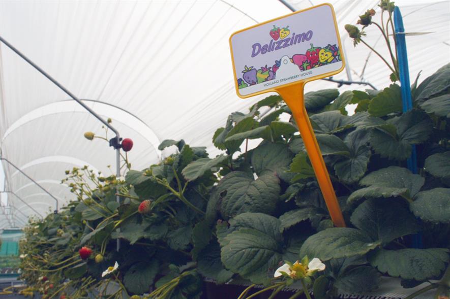 Delizzimo: strawberry variety - image: HW
