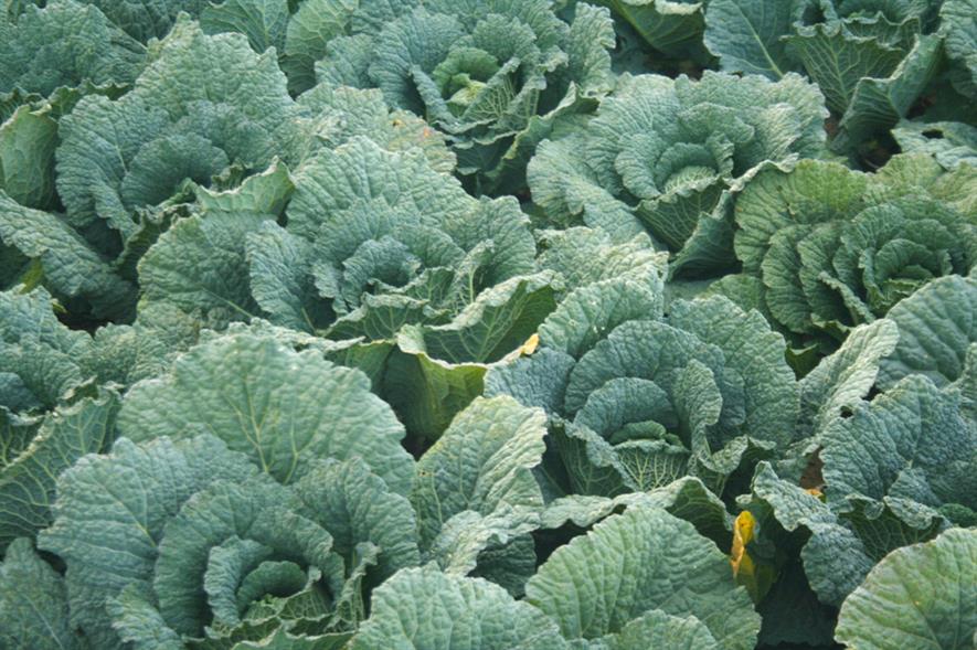 Brassicas: land under pressure