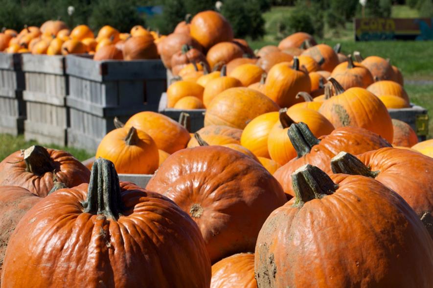Pumpkins: a premium product