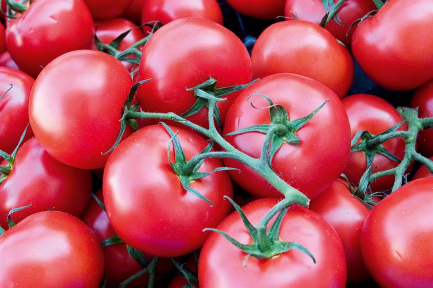 Tomatoes: sustainably grown