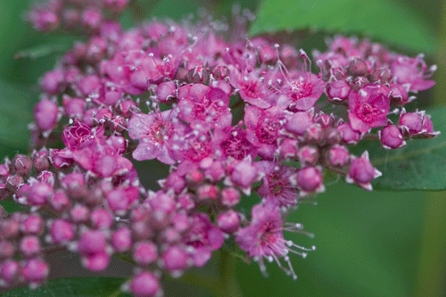Spiraea 'Double Play' - image: Bransford Webbs