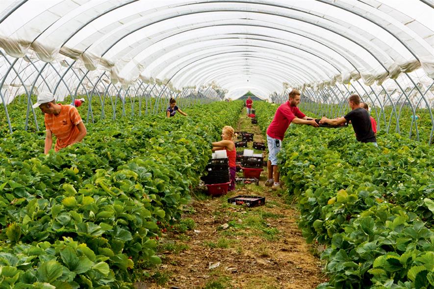 Strawberry crop: volumes currently eight per cent greater than same time last year and harvesting is expected to continue into December