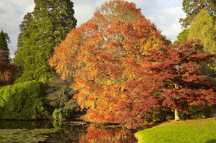 Nyssa sinensis AGM. Image: Garden Picture Library 