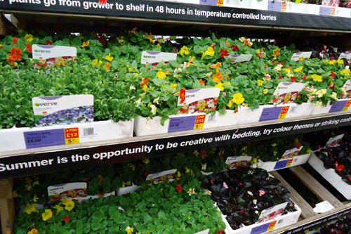 Recent better weather has meant an upturn in business and growers are hoping for good sales this autumn - image: HW