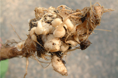 Clubroot: microbe infestation persists for decades and symptoms of cancerous root galling are easily recognised - image: Yara/Geoff Dixon