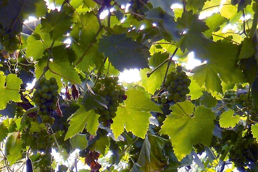 Dessert grapes: growing crop in polytunnel avoids mildew problems - image: Hattheant