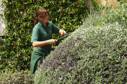 Plant heritage - a career as a professional gardener | Horticulture Week